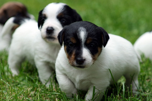 100607_rico, romeo.jpg - Romeo & Rico, 3 viikkoa